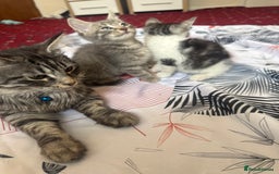 American Shorthair cats for sale: Kittens - Image 4