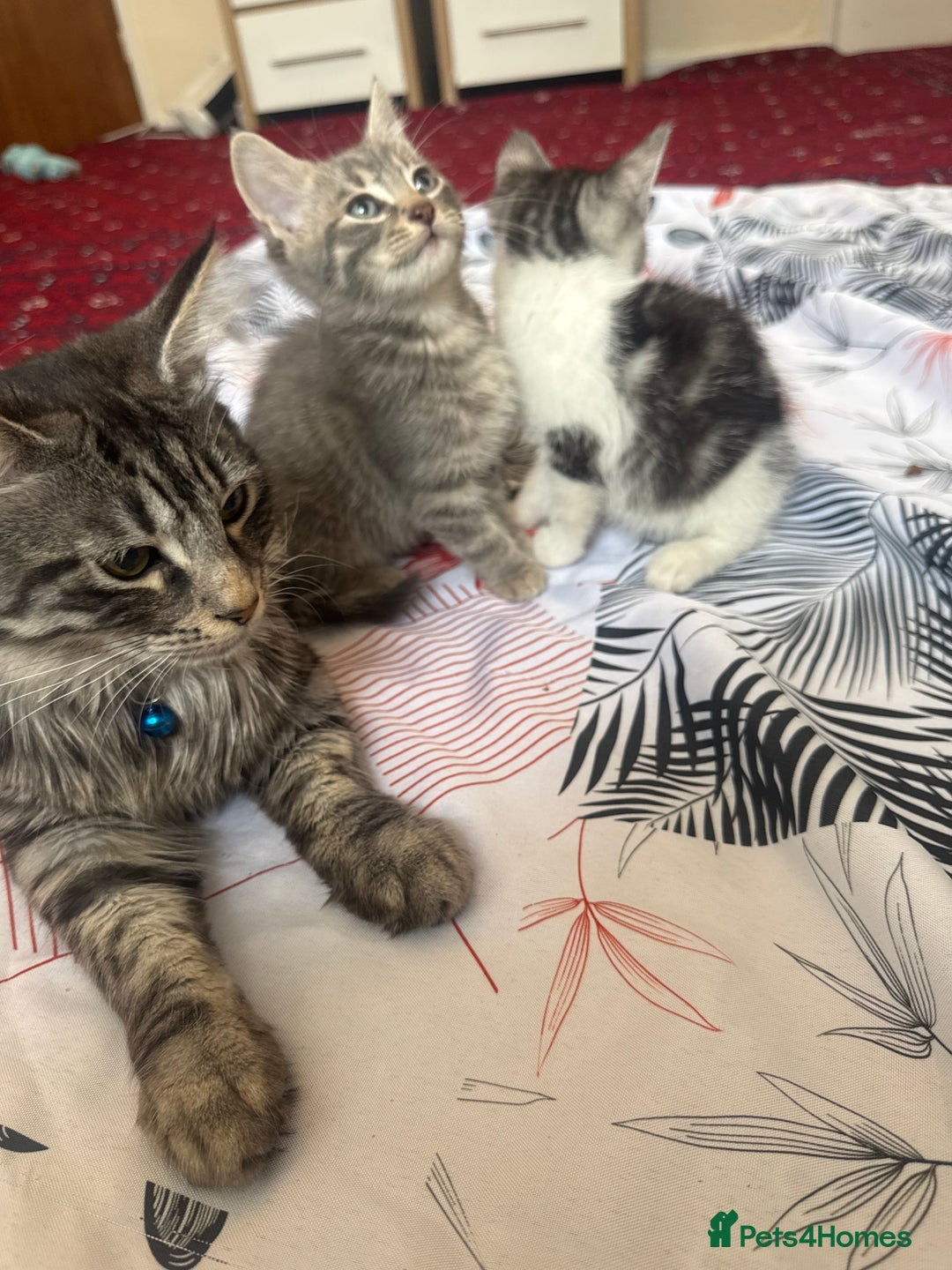 American Shorthair cats for sale: Kittens - Image 4