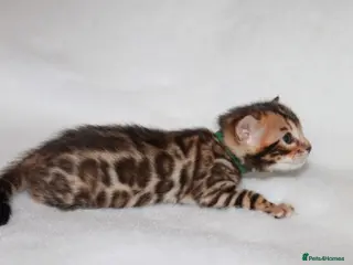 Bengal cats TICA BENGAL KITTENS FOR SALE - READY 23/04/26 - Advert 1