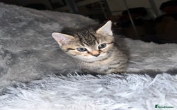 Domestic Shorthair cats for sale: Beautiful Kittens looking for a forever home - Image 5