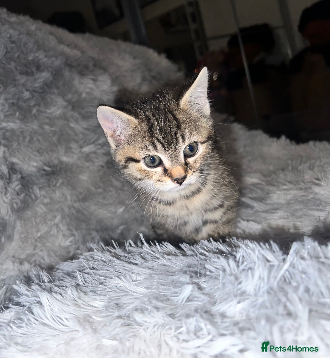 Domestic Shorthair cats for sale: Beautiful Kittens looking for a forever home - Image 5