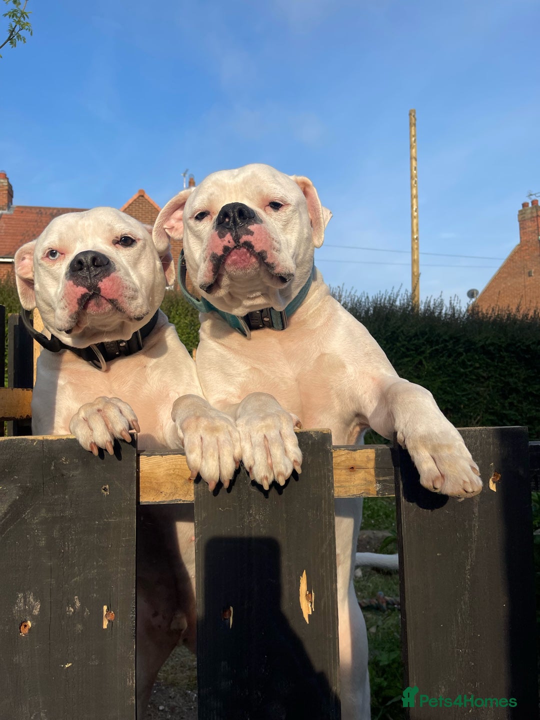 American Bulldog dogs for sale: Brothers- Johnson American Bulldogs - Advert 4
