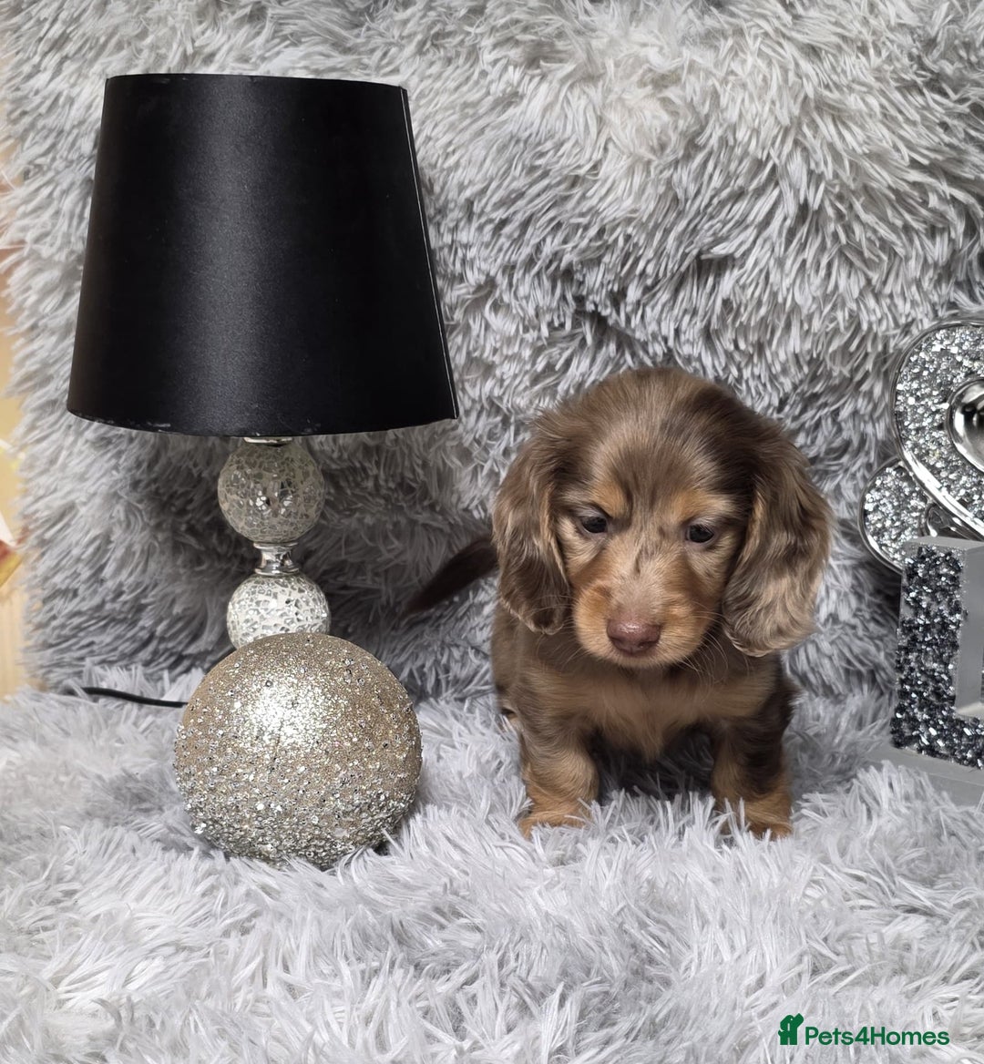 Miniature Dachshund dogs for sale: Adorable KC long coat boys available  - Advert 18