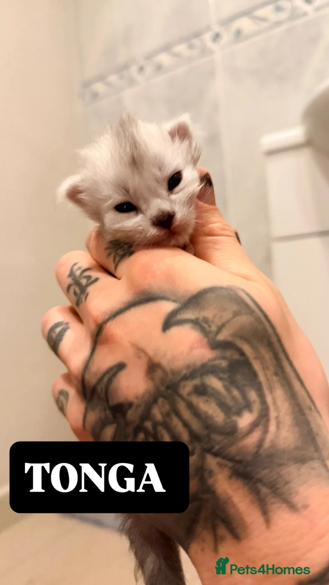 Maine Coon cats for sale: Maine Coon - TICA registered kittens 🐱  - Advert 2