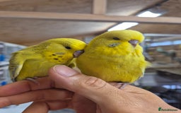 Budgerigars birds for sale: RARE mutation from 2023 for breeders in Bracknell - Image 5