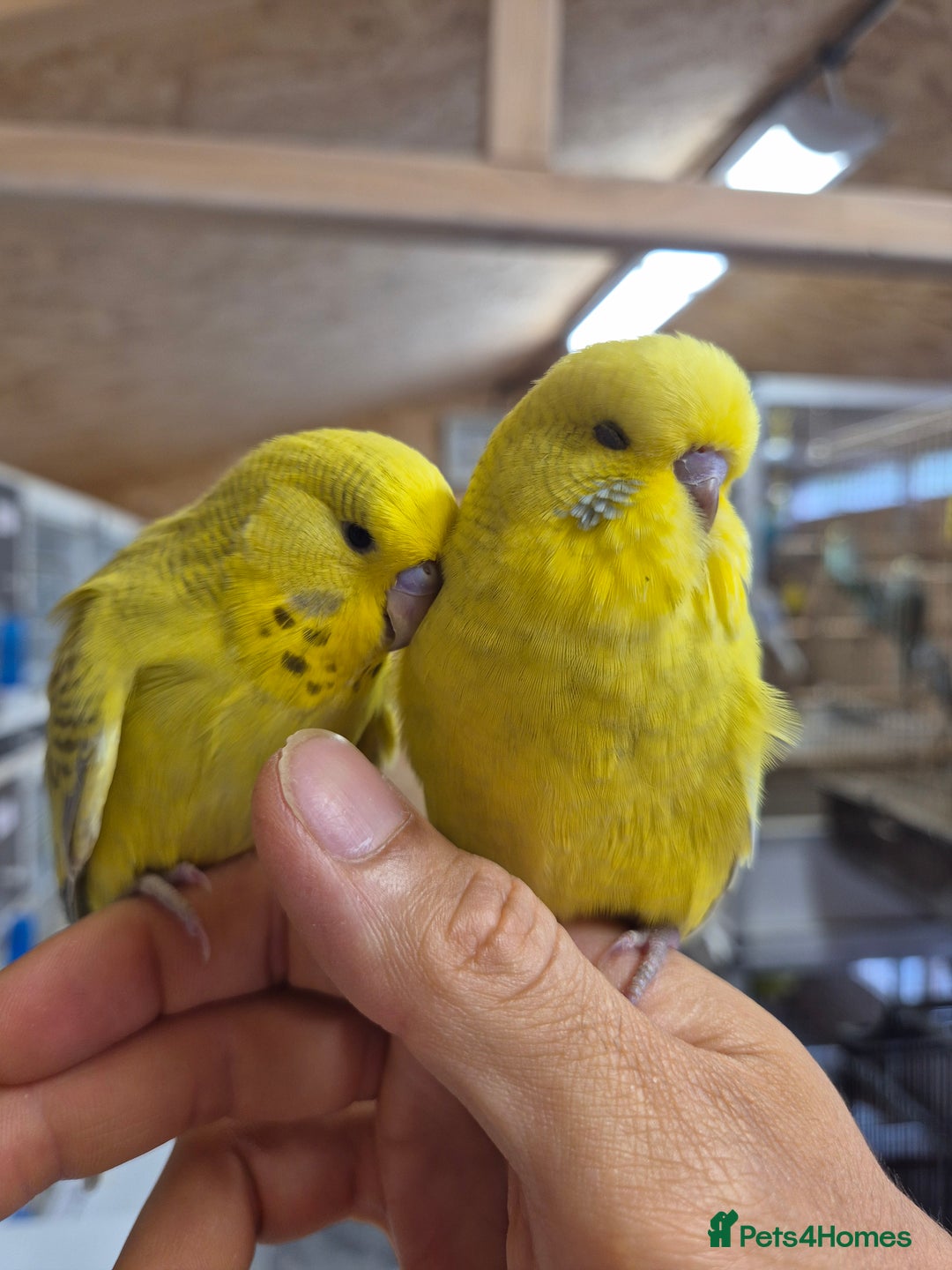 Budgerigars birds for sale: RARE mutation from 2023 for breeders in Bracknell - Image 5