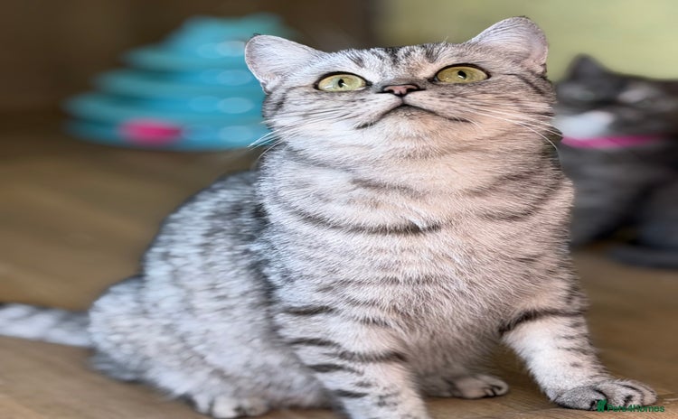 British Shorthair cats - Advert 8
