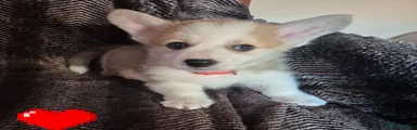 Welsh Corgi Pembroke 1
