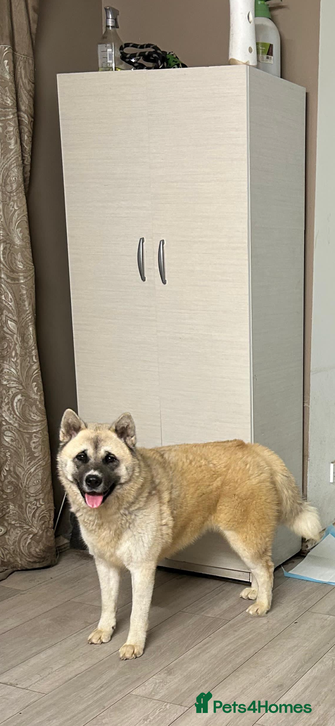 Akita dogs for sale: Japanese x American Akita - Image 5