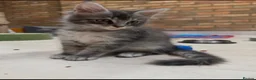 Maine Coon cats for sale: Lovely Maine Coon Kittens - Advert 3