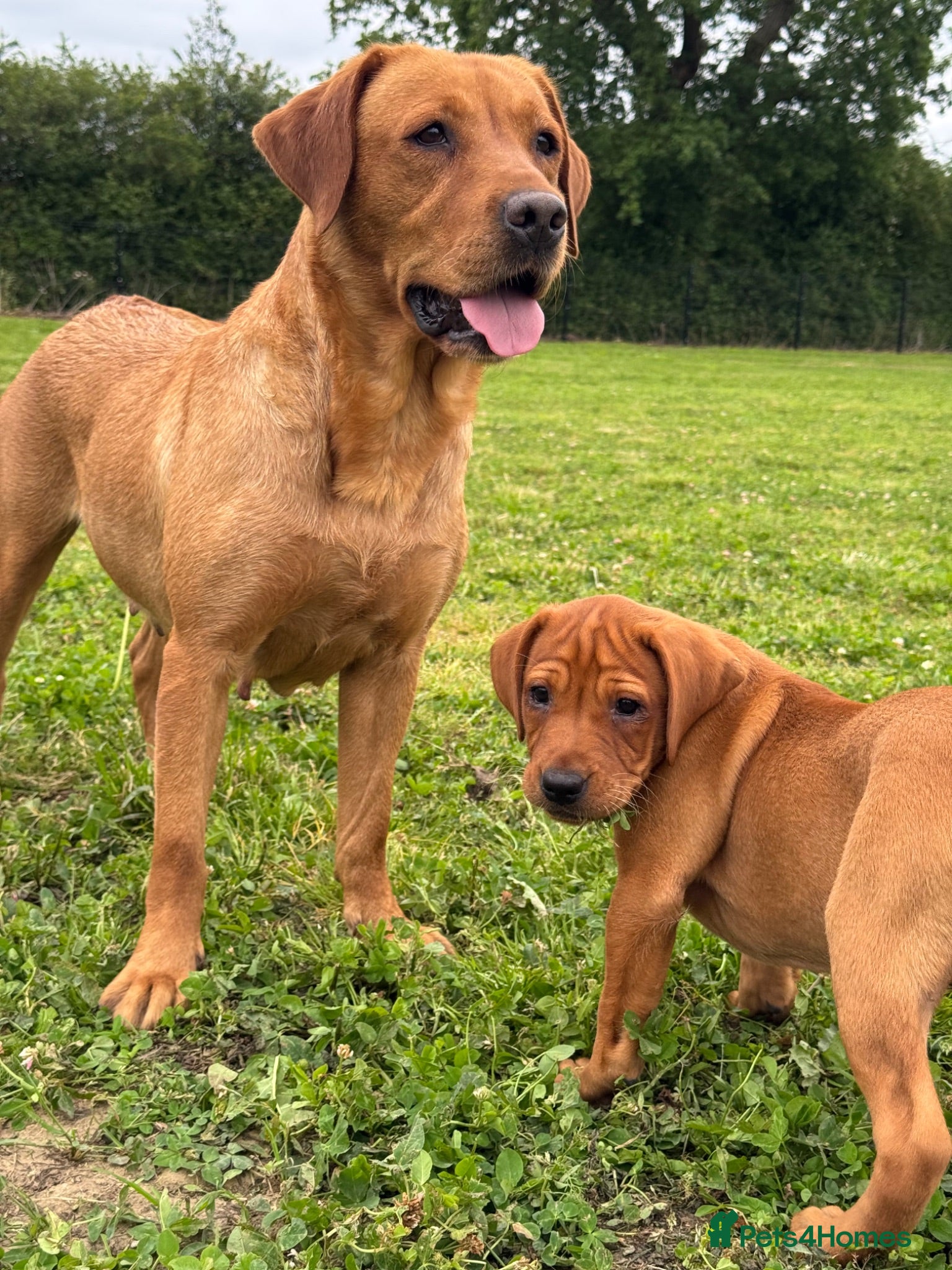 Labrador Retriever dogs Girl - Wonderful KC Litter Fox Red Labradors  - Advert 2