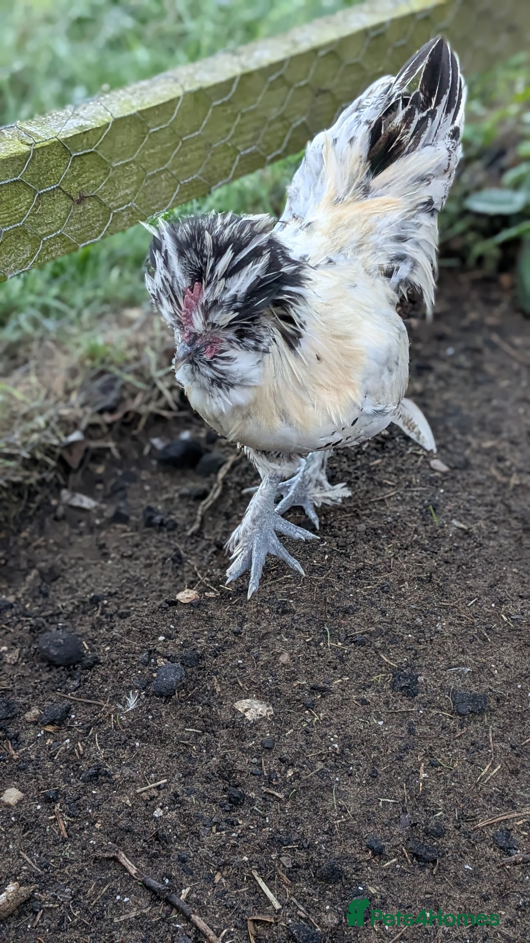 Chickens poultry for sale: Mixed Polish x Silkie Cockerel - Image 1