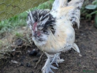 Chickens poultry - Advert 28