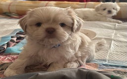 Shih Tzu dogs for sale: Lavender White Imperial Shih Tzu Puppies - Image 32