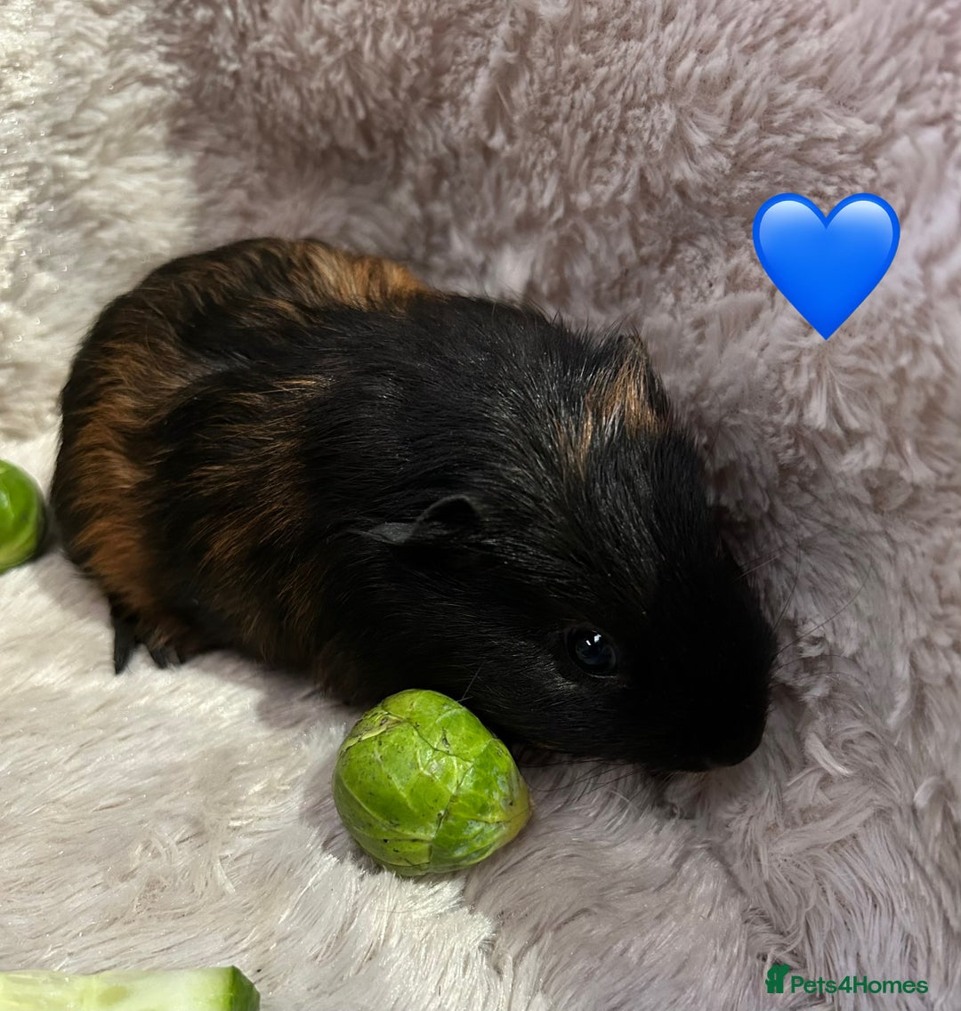 Guinea Pig rodents for sale: GORGEOUS BABY GUINEA PIGS - Advert 5