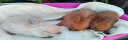Netherland Dwarf rabbits for sale: Baby Male Netherland Dwarf Rabbits - Advert 4