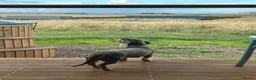 Miniature Dachshund dogs for sale: Miniature Dachshund Puppies in Bridlington - Advert 2