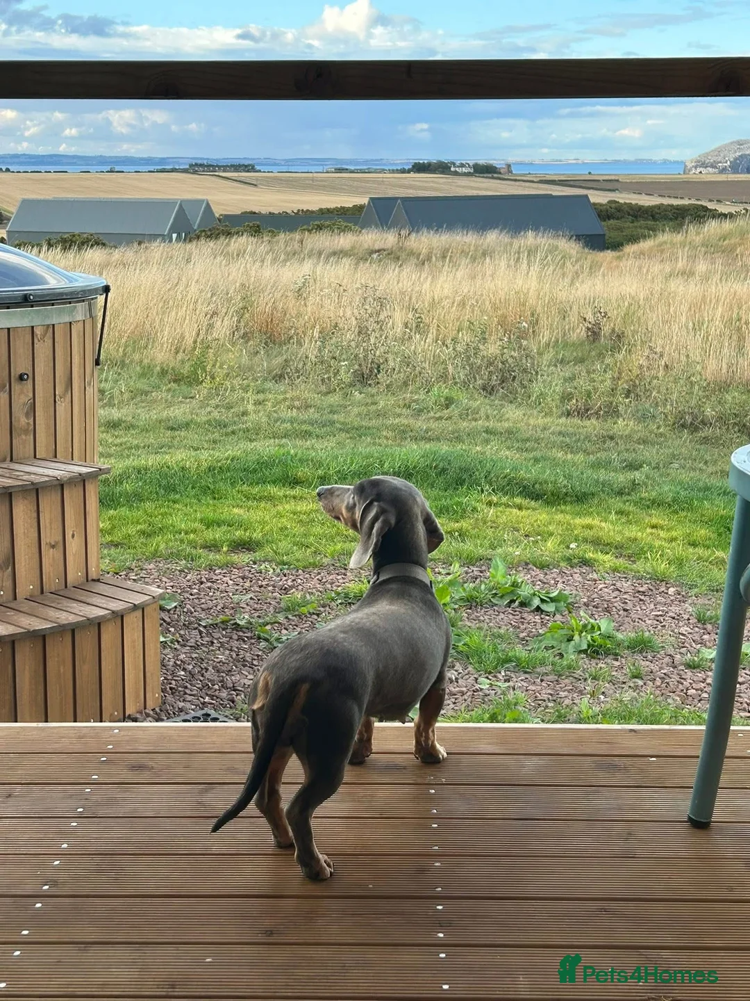 Miniature Dachshund dogs for sale: Miniature Dachshund Puppies in Bridlington - Advert 2