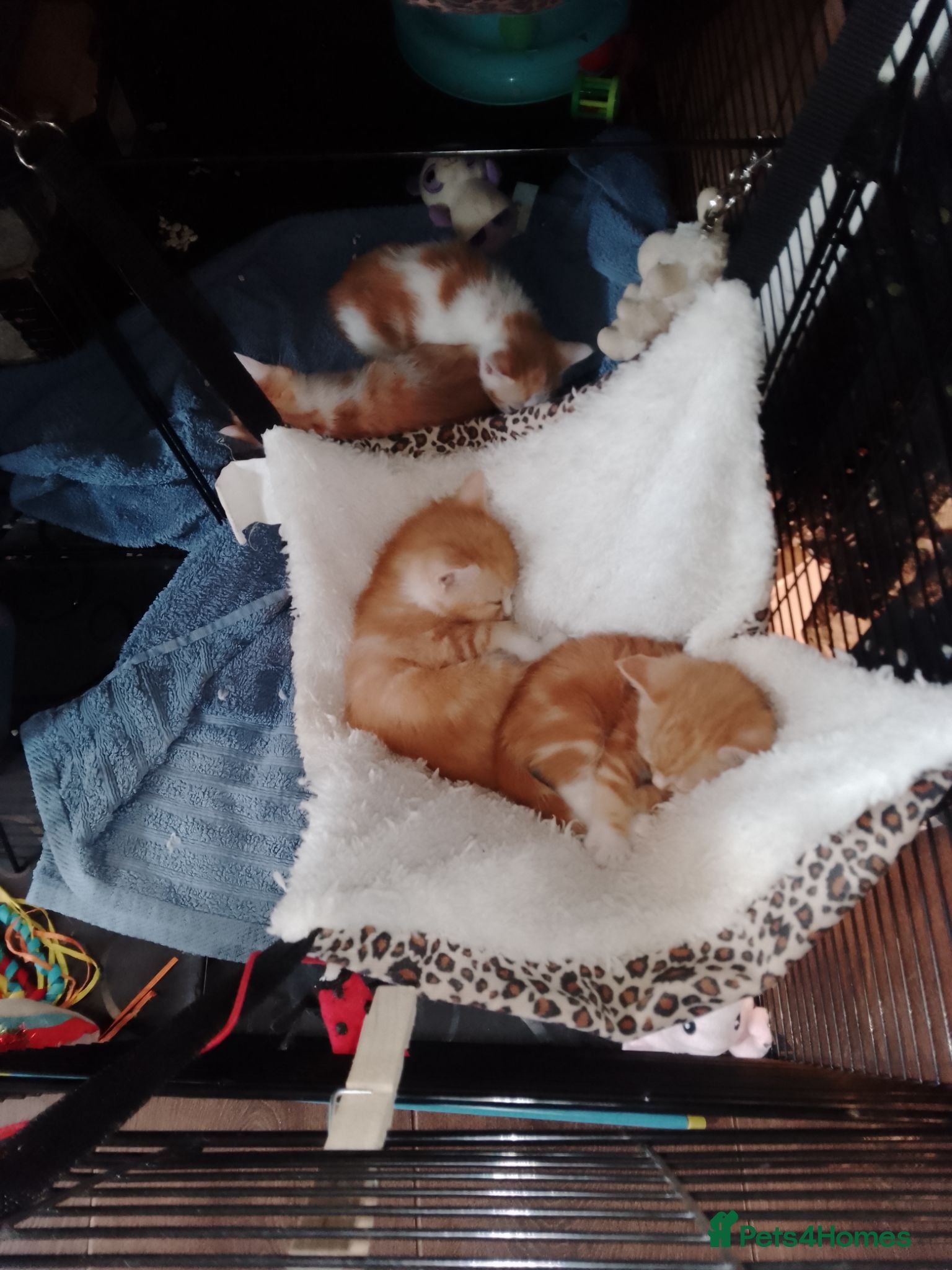 Mixed Breed cats Ginger kittens - Advert 8