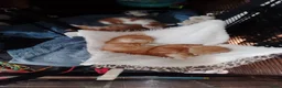 Mixed Breed cats for sale: Ginger kittens - Advert 1