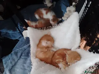 Mixed Breed cats Ginger kittens - Advert 1