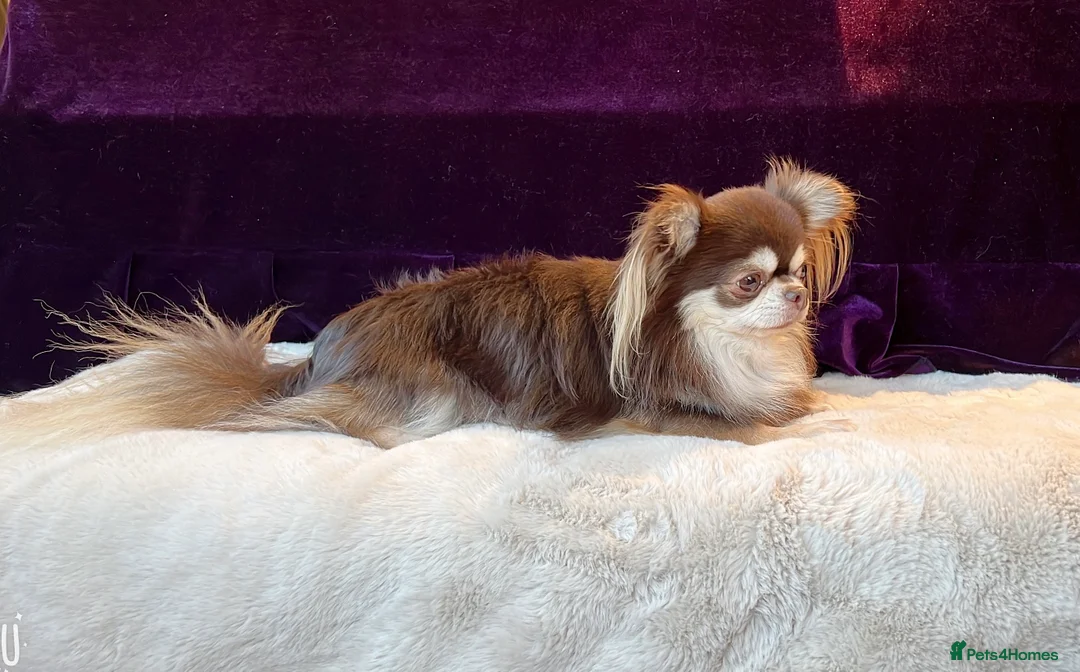 Chihuahua dogs for stud: Thailand imported chihuahua boy stud only in Doncaster - Advert 2