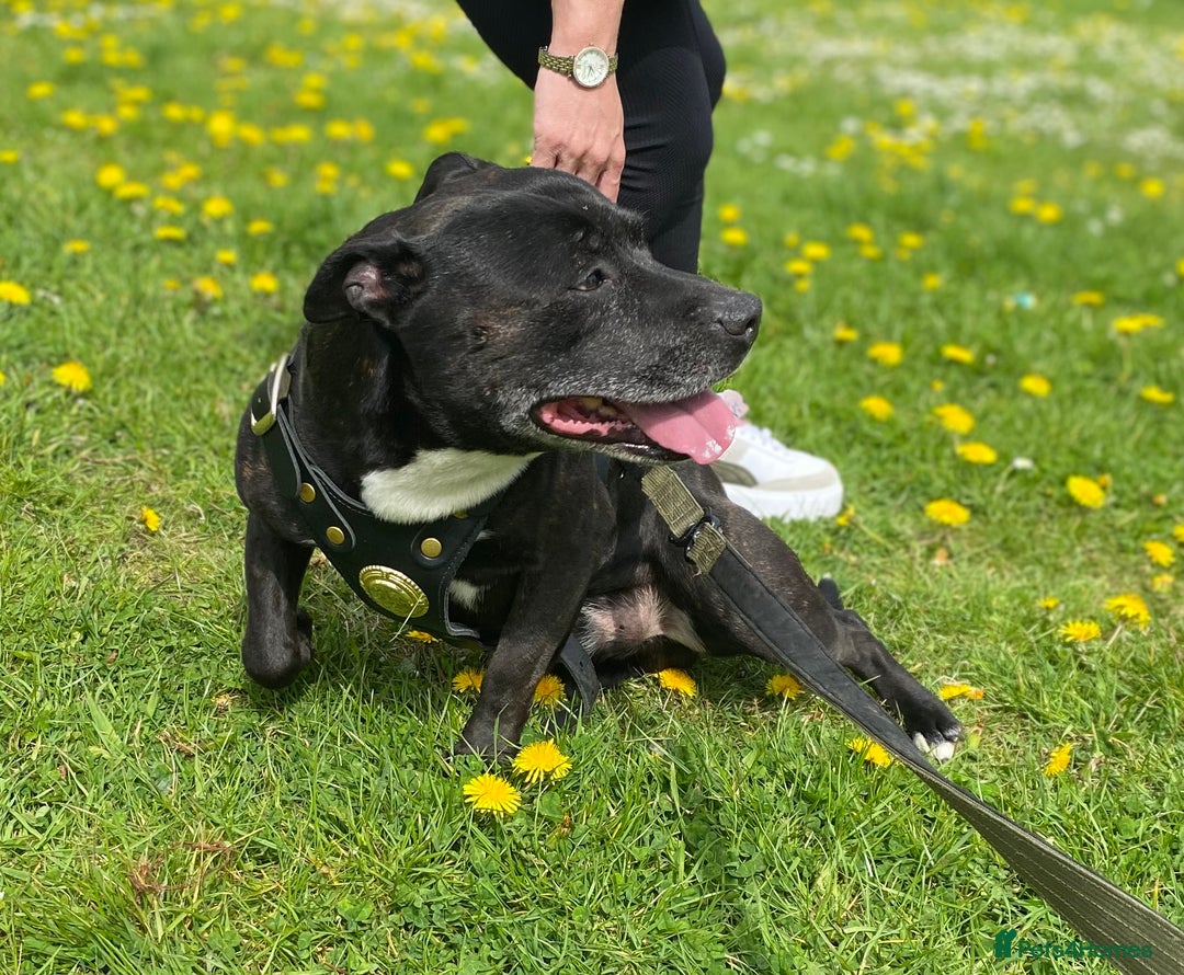 Staffordshire Bull Terrier dogs for stud: Quality STUD carries blue, red and tri gene  - Advert 2