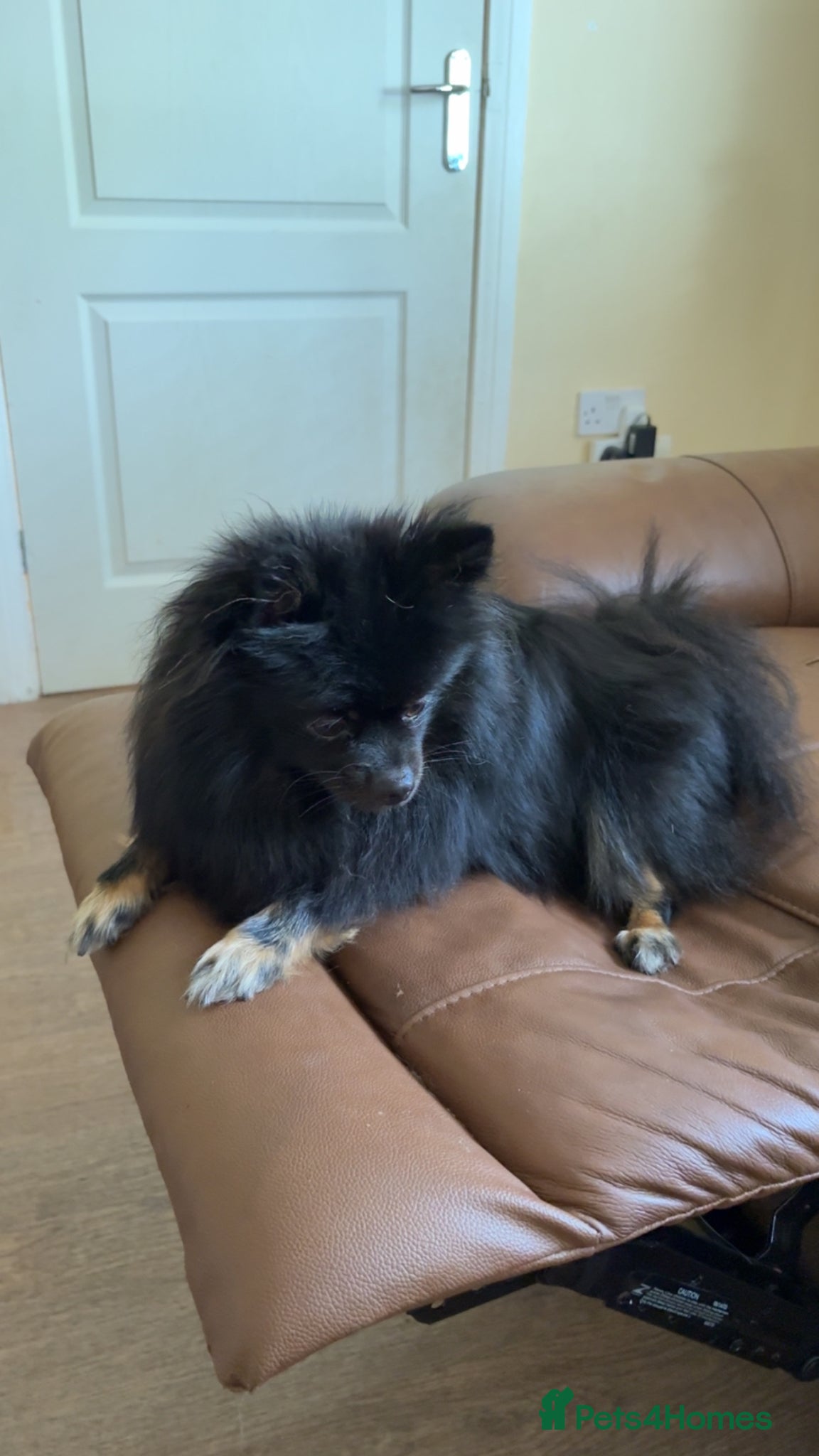 Pomeranian dogs Loving pomeranian for sale - Advert 1