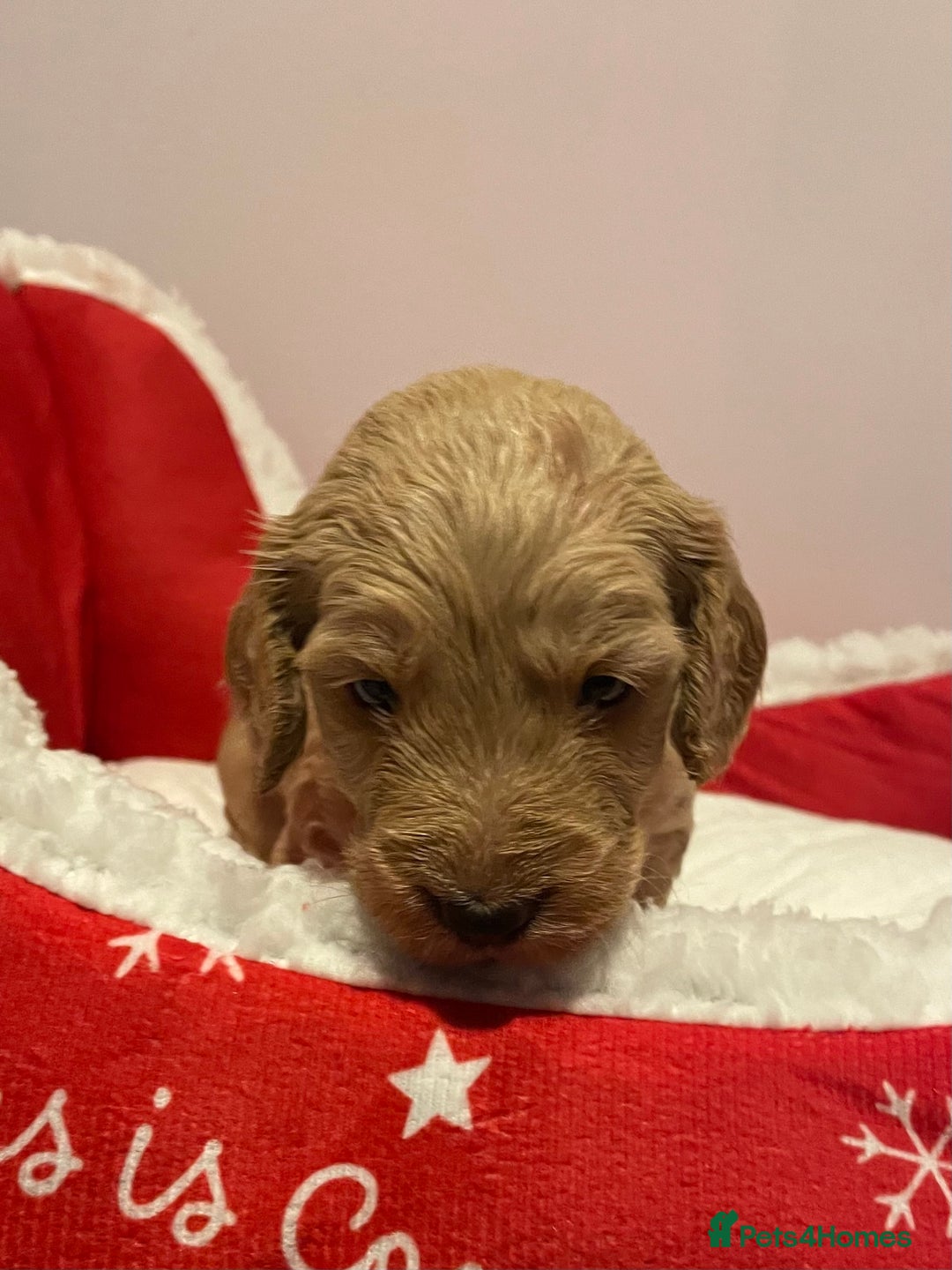 Cockapoo dogs for sale: 8 gorgeous F1 Cockapoos - Advert 21