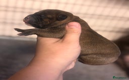 Staffordshire Bull Terrier dogs for sale: KC Staffordshire Bull Terrier - Image 3