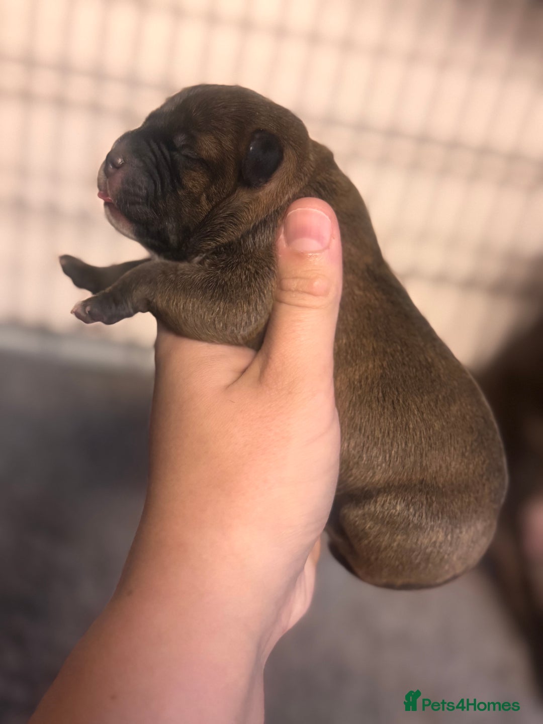 Staffordshire Bull Terrier dogs for sale: KC Staffordshire Bull Terrier - Image 3