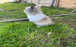 Lionhead rabbits for sale: Lion head  - Image 5