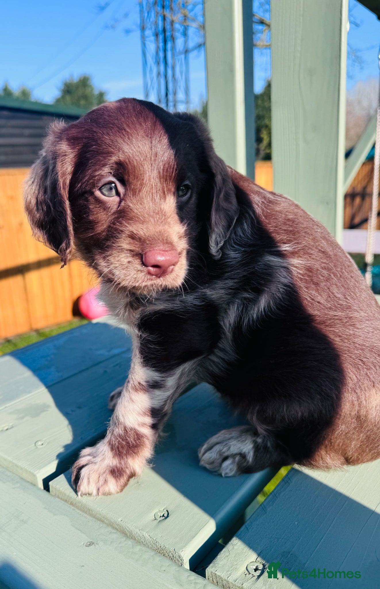 Labradoodle dogs Chocolate Merle Labradoodle Babies 🐾🐾🐾 - Advert 3