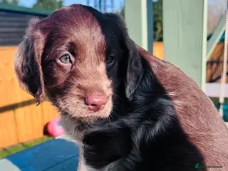 Labradoodle dogs Chocolate Merle Labradoodle Babies 🐾🐾🐾 - Advert 3
