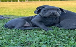Staffordshire Bull Terrier dogs for sale: Ultimate healthy blueish Staffordshire bullies  - Image 6
