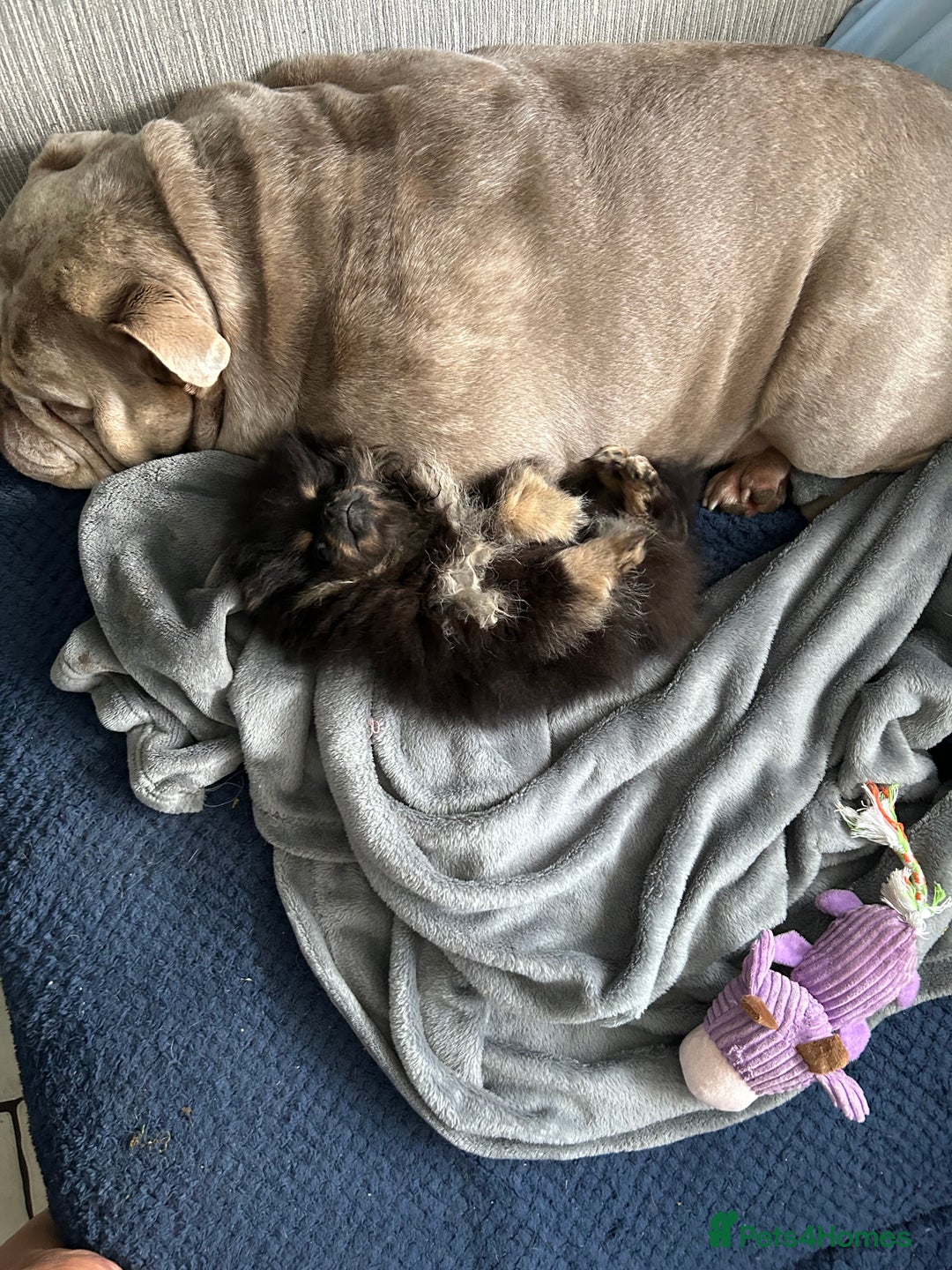 Pomeranian dogs for sale: Positivity thriving puppy 🤗 - Advert 4