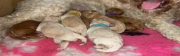 Cavapoochon dogs for sale: Cavapoochons fully health tested parents  - Advert 18