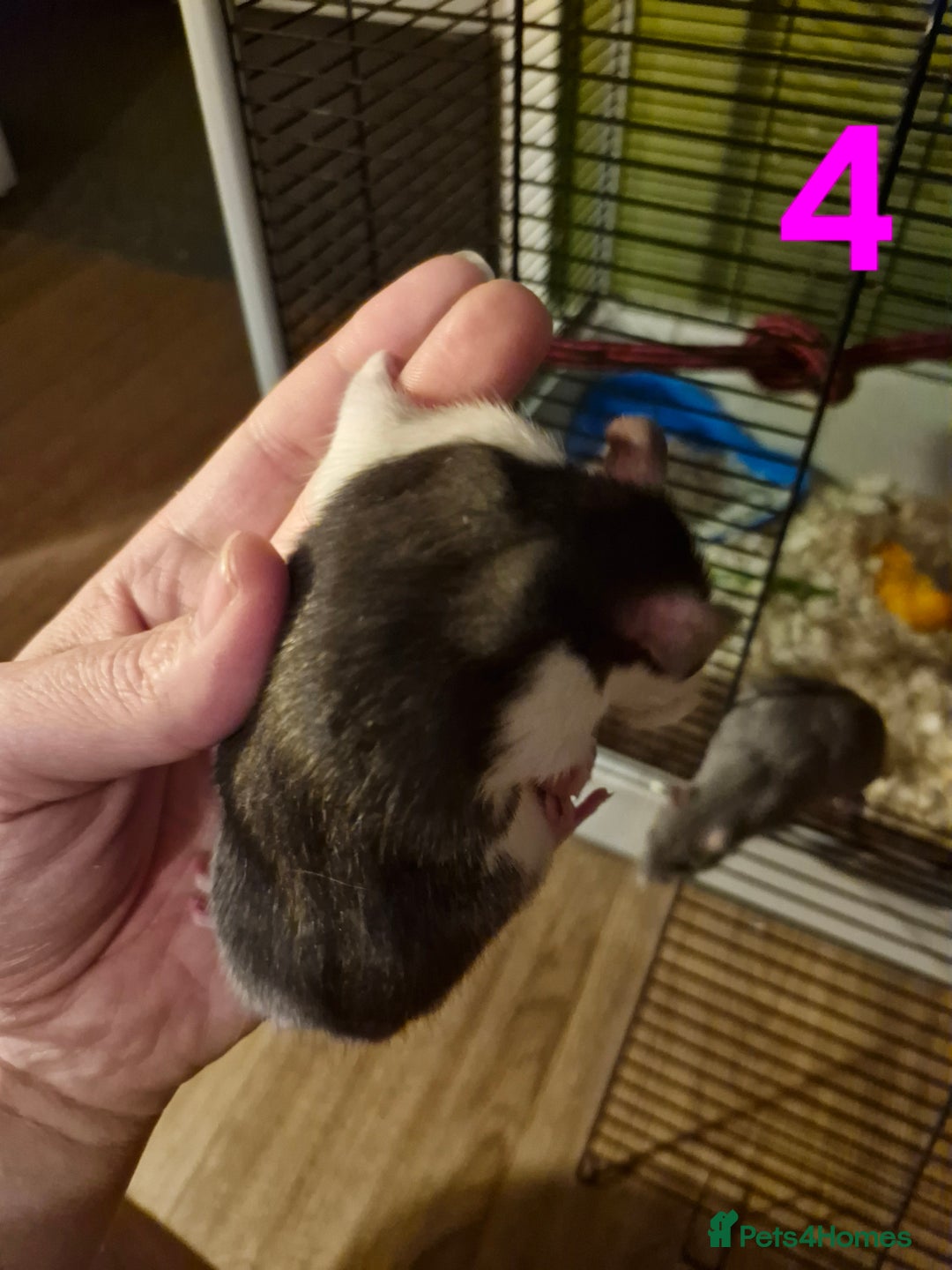 Rat rodents for sale: 9 gorgeous Male Rats - Image 11