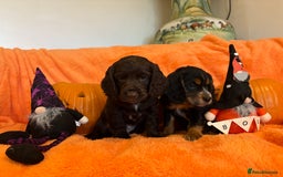 Cocker Spaniel dogs for sale: Cocker spaniels  - Image 7