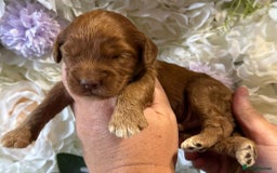 Cockapoo dogs for sale: F1 mini Cockapoos 30 dna health tested clear  - Image 4