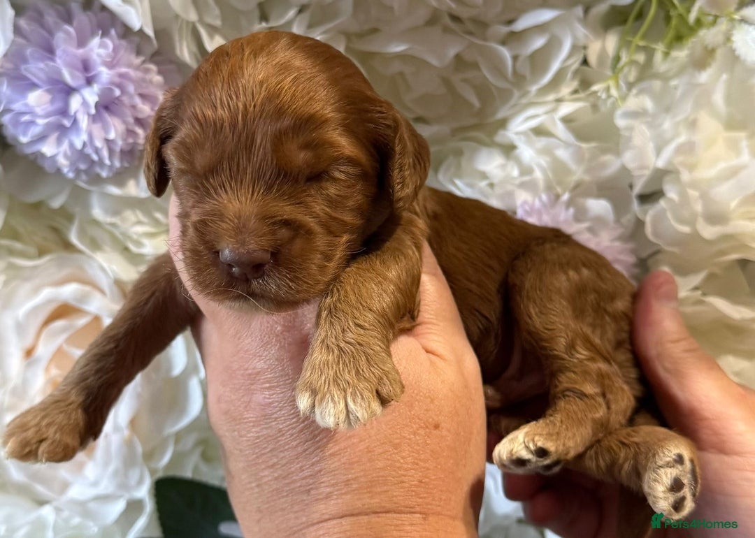 Cockapoo dogs for sale: F1 mini Cockapoos 30 dna health tested clear  - Image 4