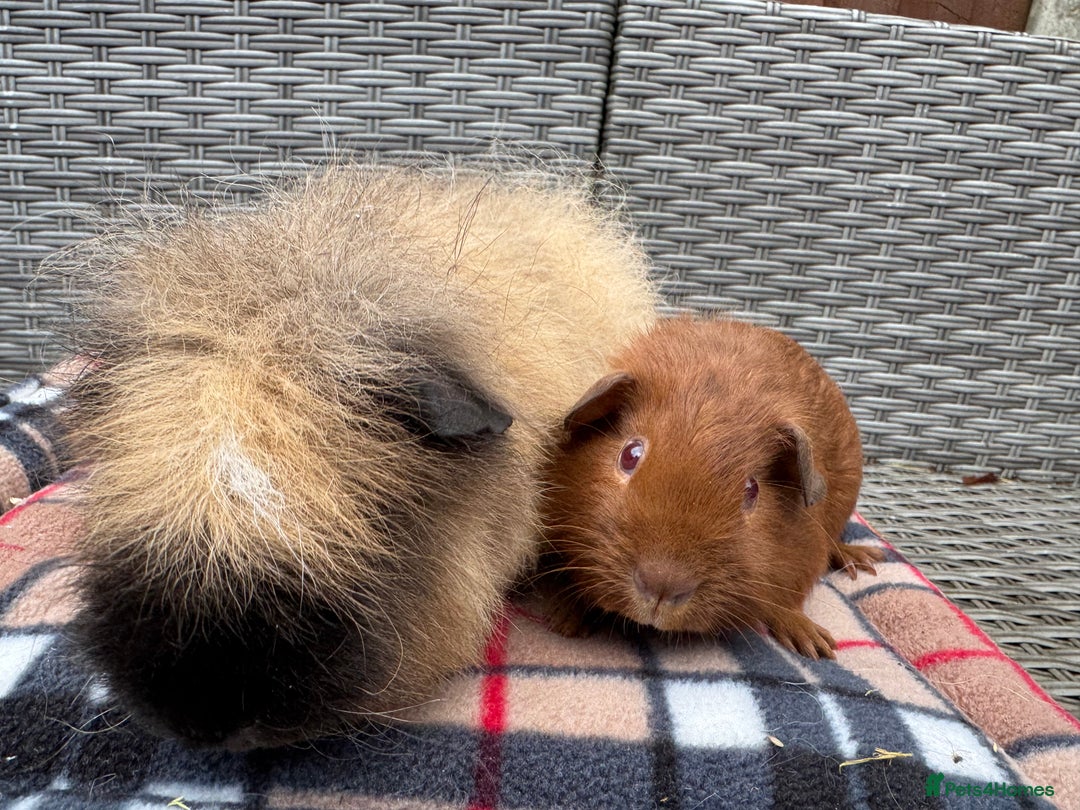 Guinea Pig rodents for sale: Beautiful boys  - Advert 3