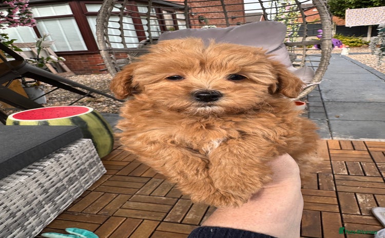 Maltipoo dogs - Advert 9