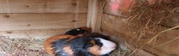 Guinea Pig rodents for sale: Baby Guniea pigs for sale - Advert 3