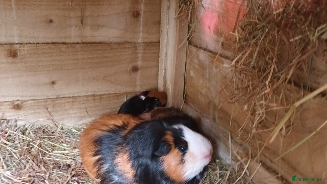 Guinea Pig rodents for sale: Baby Guniea pigs for sale - Advert 3