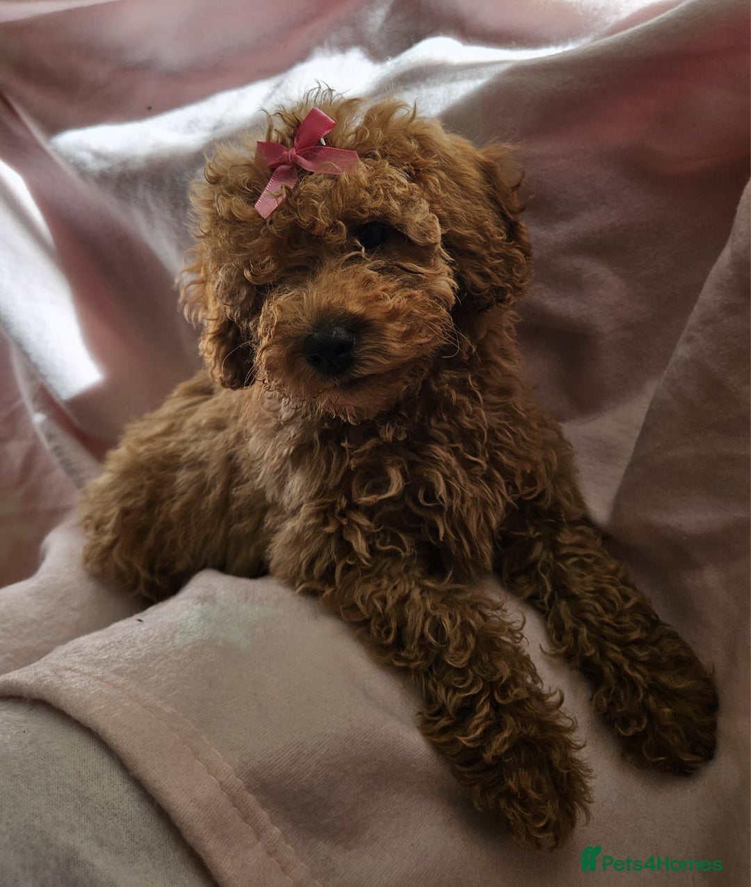 Cavapoo dogs for sale: Female Cavapoo pup  - Image 13