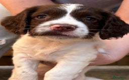 English Springer Spaniel dogs for sale: Beautiful English springer spaniel puppies - Image 4