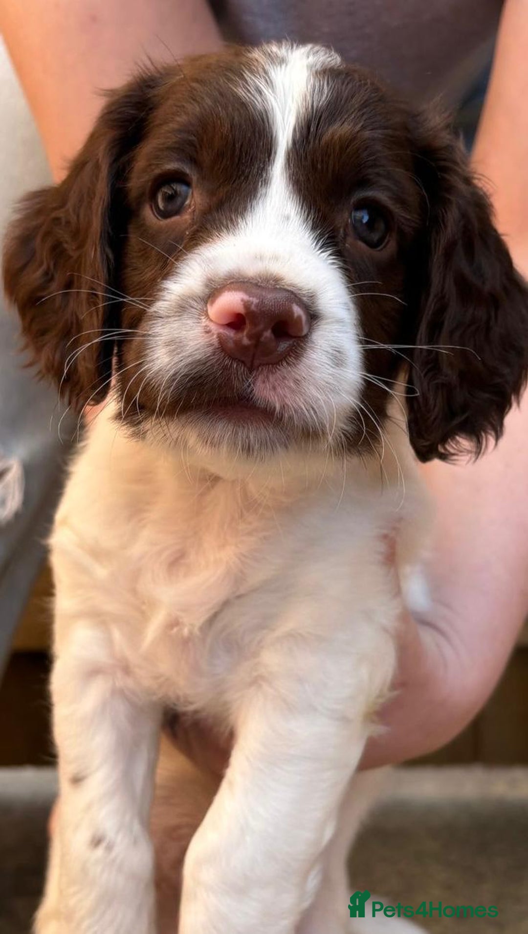 English Springer Spaniel dogs for sale: Beautiful English springer spaniel puppies - Image 4