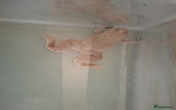 Frog reptiles for sale: Male African Clawed Frog - Image 5