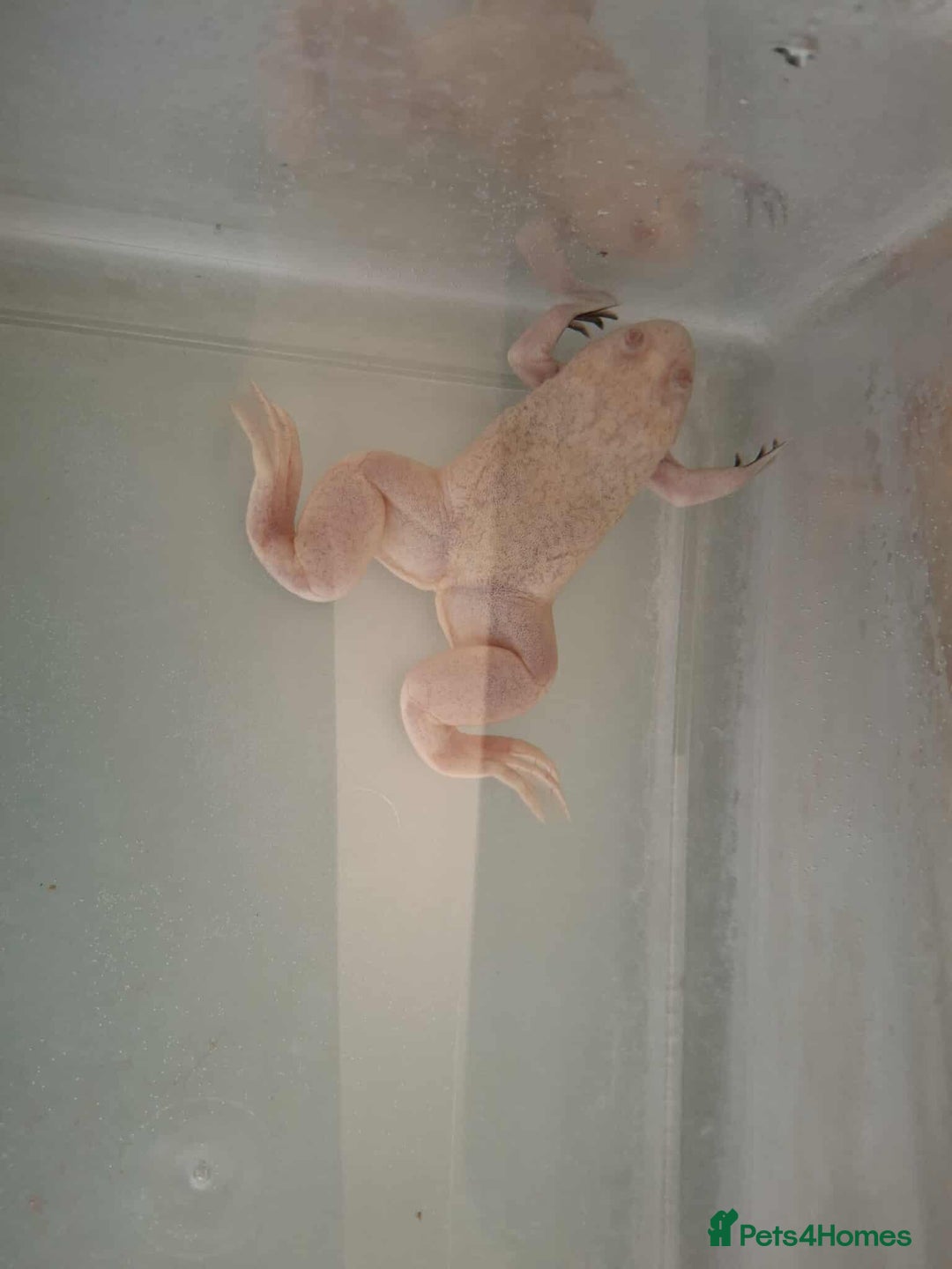 Frog reptiles for sale: Male African Clawed Frog - Image 5